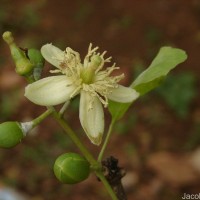 Aegle marmelos (L.) Corrêa